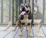 Small Photo #1 American Bully Puppy For Sale in TENAHA, TX, USA
