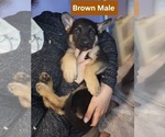 Puppy Brown Boxer