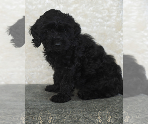 Medium Photo #7 Goldendoodle Puppy For Sale in TOPEKA, KS, USA