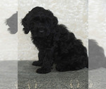 Small Photo #34 Goldendoodle Puppy For Sale in TOPEKA, KS, USA