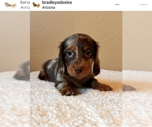 Dachshund Puppy for sale in COOLIDGE, AZ, USA