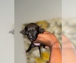 Puppy Black American Bully