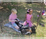 Small #1 Lab-Rat Terrier