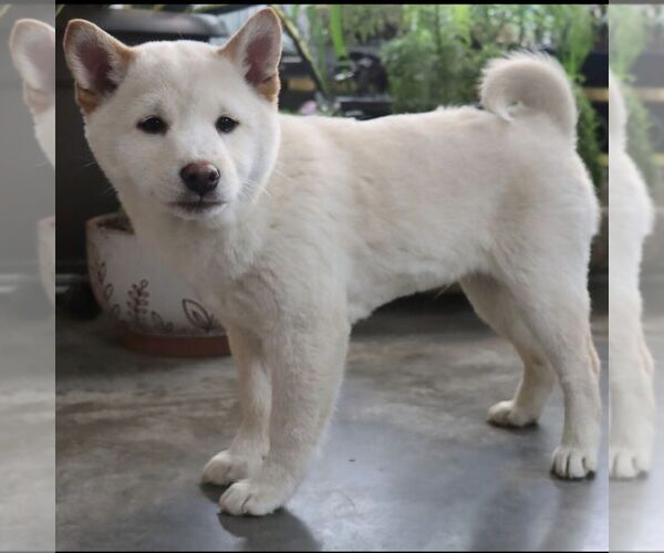 Medium Photo #4 Shiba Inu Puppy For Sale in CHARLES CITY, IA, USA