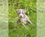 Small #4 American Bully