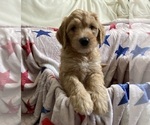 Small #1 Australian Labradoodle-Bernedoodle Mix