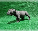 Small #3 American Bully