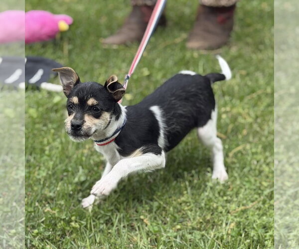 Medium Photo #3 Chihuahua-Unknown Mix Puppy For Sale in Yardley, PA, USA