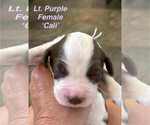 Puppy Puppy 4 English Springer Spaniel