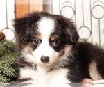 Small #3 Miniature Australian Shepherd