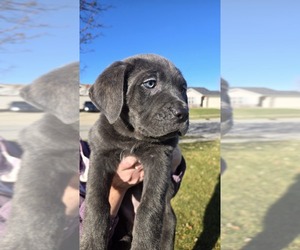 Cane Corso Puppy for sale in COLUMBIA CITY, IN, USA
