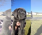 Small Cane Corso
