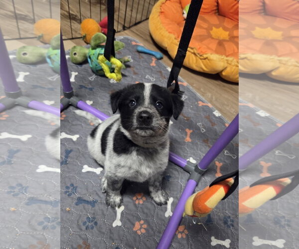 Medium Photo #5 Mutt Puppy For Sale in Garden City, NY, USA