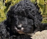 Small Photo #3 Bernedoodle Puppy For Sale in BOWLING GREEN, OH, USA