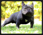 Small #8 French Bulldog