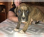 Small Photo #9 Boxer Puppy For Sale in BISMARCK, AR, USA