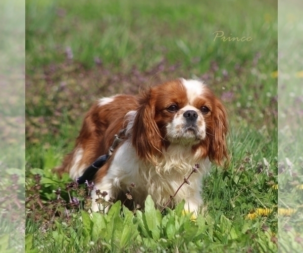 Medium Photo #1 Cavalier King Charles Spaniel Puppy For Sale in BLUFORD, IL, USA