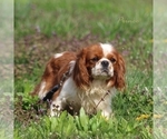 Small Photo #1 Cavalier King Charles Spaniel Puppy For Sale in BLUFORD, IL, USA