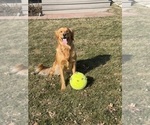 Small Photo #1 Golden Retriever Puppy For Sale in CHIPPEWA FALLS, WI, USA