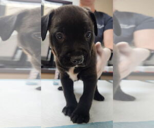 Labrador Retriever-Unknown Mix Dogs for adoption in Houston, TX, USA
