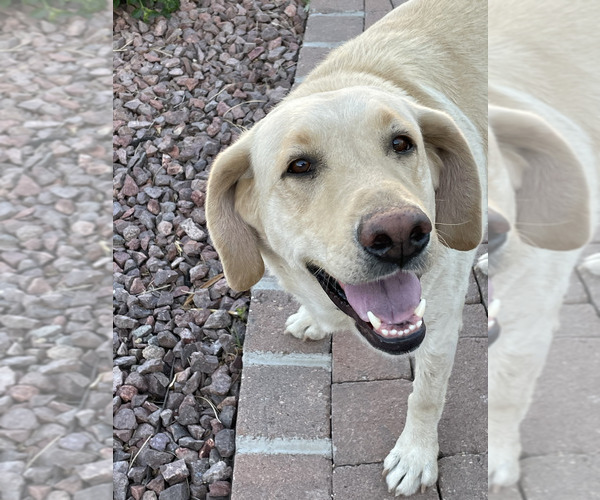 Medium Photo #1 Labrador Retriever Puppy For Sale in TUCSON, AZ, USA