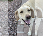 Small Photo #1 Labrador Retriever Puppy For Sale in TUCSON, AZ, USA