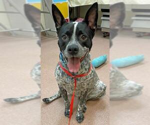 Australian Cattle Dog Dogs for adoption in Ogden, UT, USA