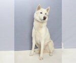 Small #1 Siberian Husky Mix