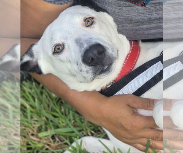 Medium Photo #2 Catahoula Leopard Dog-Labrador Retriever Mix Puppy For Sale in Sanford, FL, USA