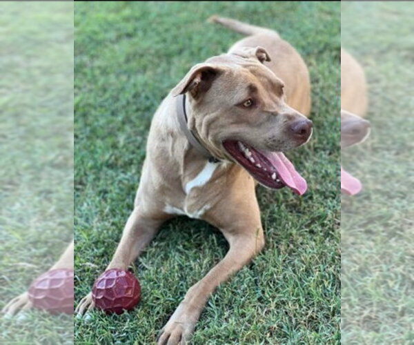 Medium Photo #4 Mutt Puppy For Sale in Monterey, VA, USA