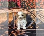 Small #8 Cavachon