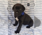 Small #2 Cane Corso