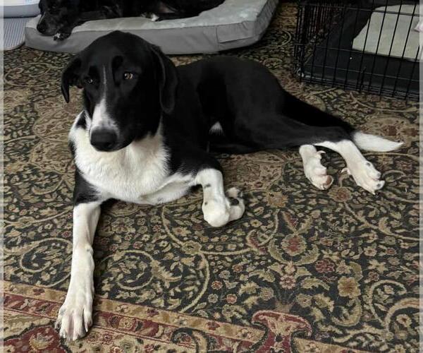 Medium Photo #3 Great Pyrenees-Unknown Mix Puppy For Sale in Coldwater, MI, USA