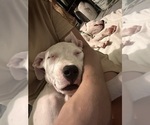 Puppy 2pac Dogo Argentino