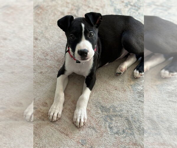 Medium Photo #8 Labrador Retriever-Unknown Mix Puppy For Sale in Brewster, NY, USA