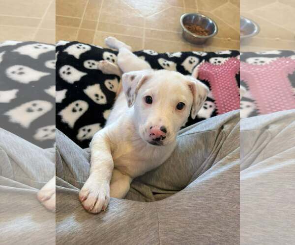 Medium Photo #3 Mutt Puppy For Sale in pomfret, CT, USA