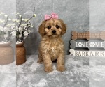 Small #1 Cavapoo (Standard)