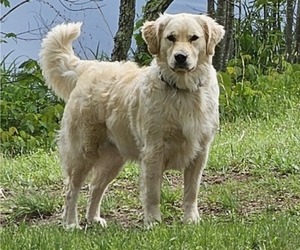 Mother of the English Cream Golden Retriever puppies born on 08/13/2025