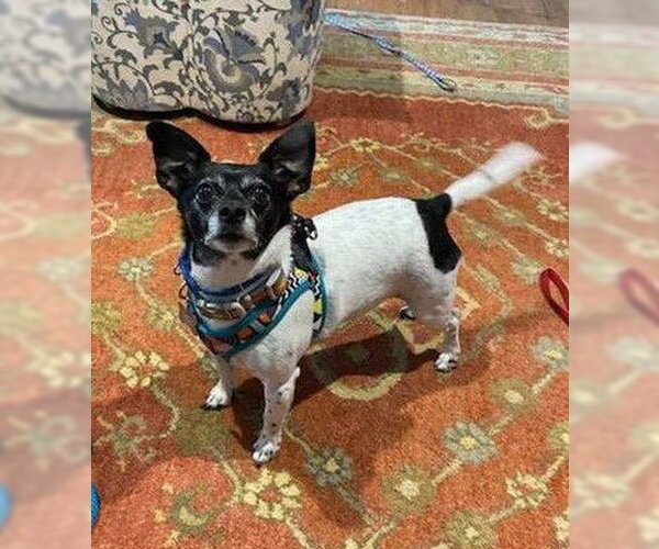 Medium Photo #7 Chihuahua-Unknown Mix Puppy For Sale in Crystal, MN, USA