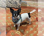 Small #6 Chihuahua Mix
