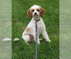 Mother of the Cavapoo puppies born on 03/06/2025