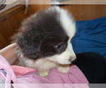 Small Photo #70 Australian Shepherd-Pembroke Welsh Corgi Mix Puppy For Sale in GALLEGOS, NM, USA
