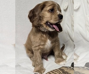English Cocker Spaniel Puppy for sale in HOLYOKE, MA, USA