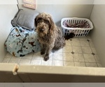 Small Photo #1 Labradoodle Puppy For Sale in JACKSONVILLE, NC, USA