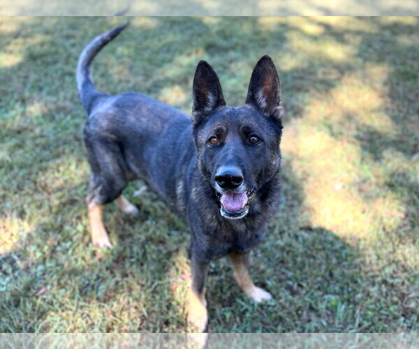 Medium Photo #3 German Shepherd Dog-Unknown Mix Puppy For Sale in Anniston, AL, USA