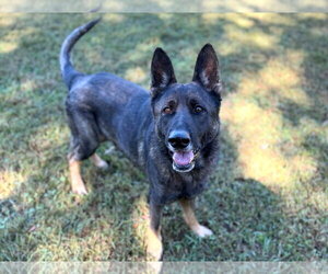 Atlas - Male German Shepherd Dog-Unknown Mix Dog for Adoption - Photo #3