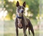 Small #1 Mutt