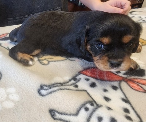 Medium Photo #52 Aussalier Puppy For Sale in ATHOL, ID, USA