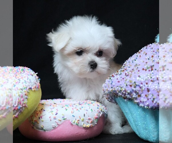 Medium Photo #5 Maltese Puppy For Sale in ROCK VALLEY, IA, USA