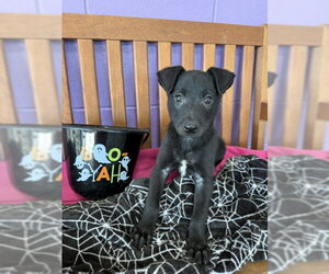 **ALVIN** - Male Border Collie-Unknown Mix Dog for Adoption - Photo #2